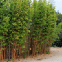Semiarundinaria fastuosa 'Viridis'